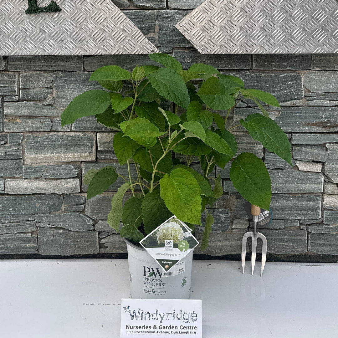 Hydrangea arbor. 'Strong Annabelle'®
