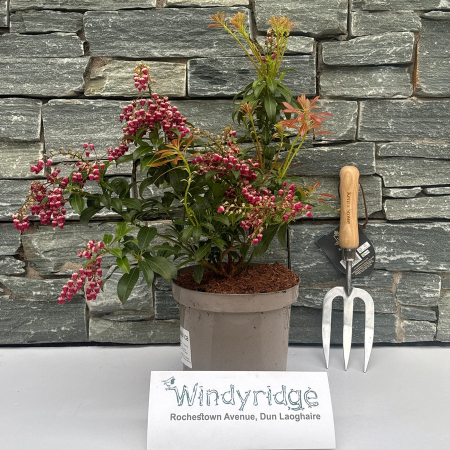 Pieris 3L - Shrubs - Windyridge Garden Centre