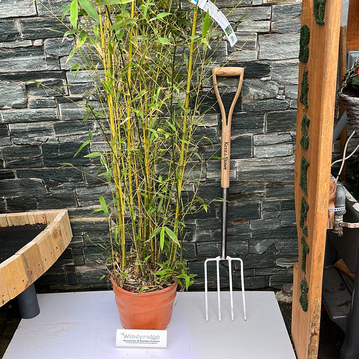 PHYLLOSTACHYS AUREA CLT 12 VASO ROSSO H 150 - 200 CM