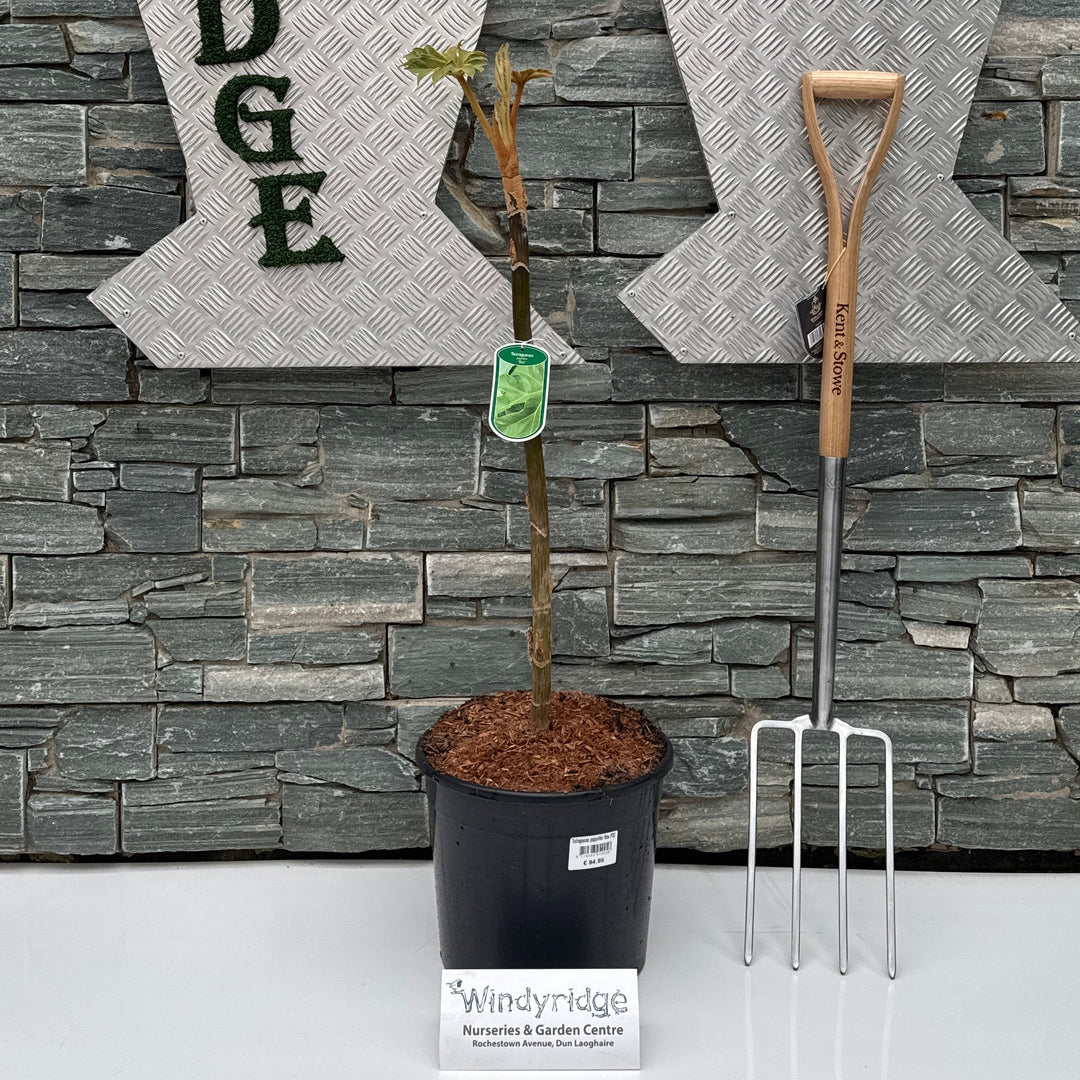 Tetrapanax Papyrifer Rex P32 - Shrubs - Windyridge Garden Centre