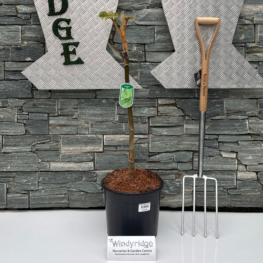 Tetrapanax Papyrifer Rex P32 - Shrubs - Windyridge Garden Centre