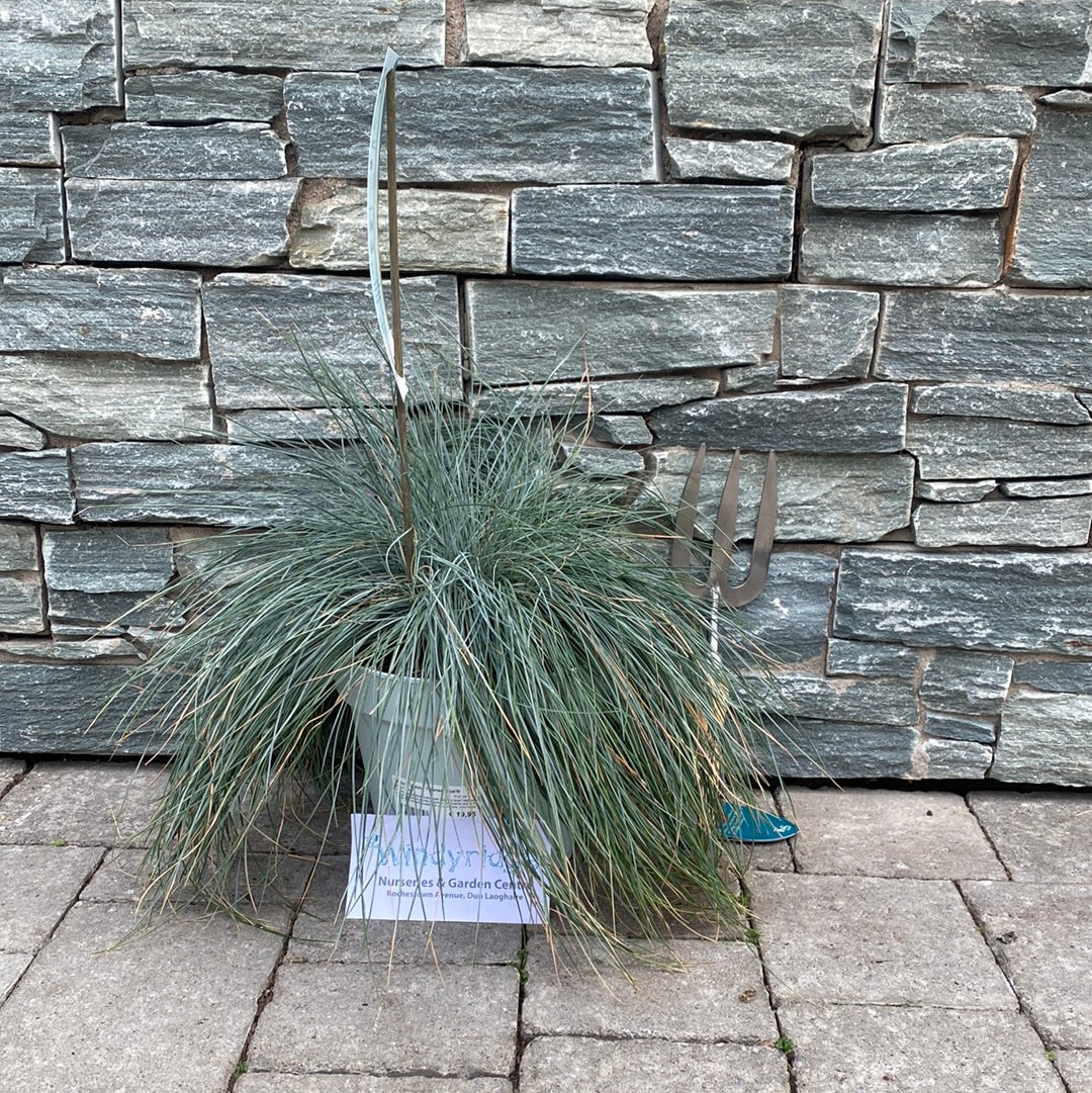 Festuca-Glauca-Intense-Blue-Potted