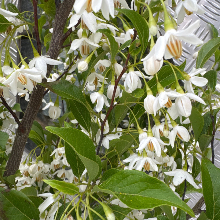 Styrax japonicus June Snow (pbr)