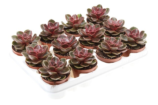 Echeveria 'Perle von Nurnberg' 'Magic Parel'