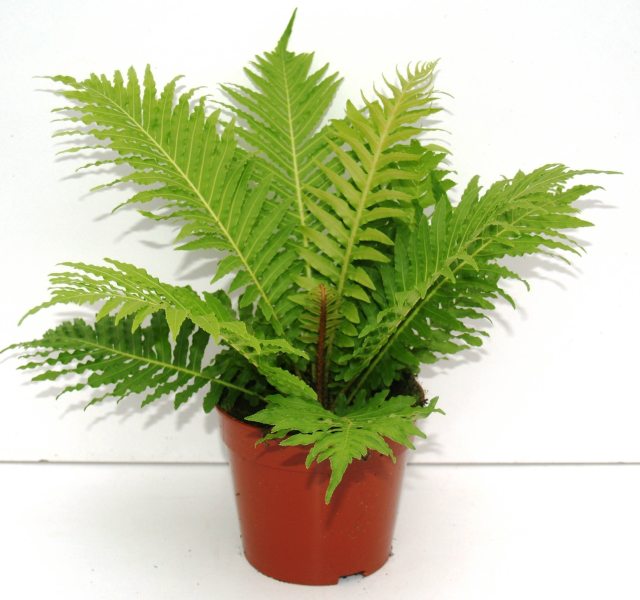 Silver Lady (Blechnum Gibbum)