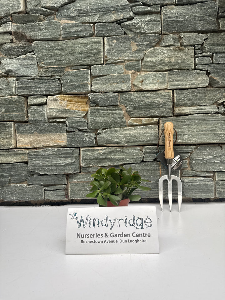 Money Plant (Crassula Ovata Sunset)