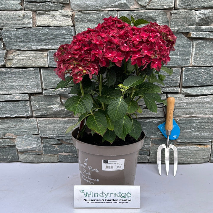HYDRANGEA M. FIRE WINGS