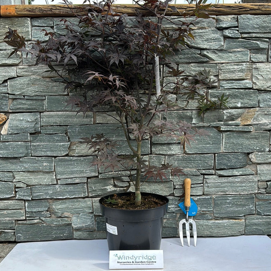 Acer Palmatum 'Bloodgood' 80-100 Cm C12 - Trees - Windyridge Garden Centre