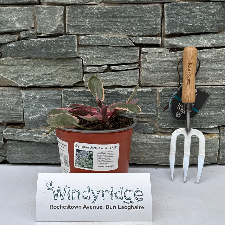 Eryngium Jade Frost   PVR