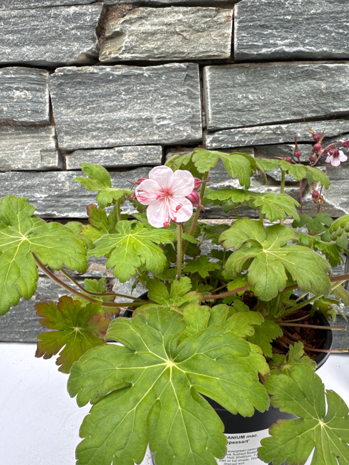 GERANIUM mac. 'Spessart'
