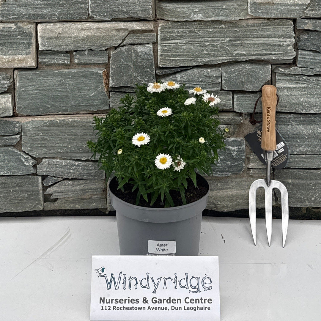 Aster Alpha White