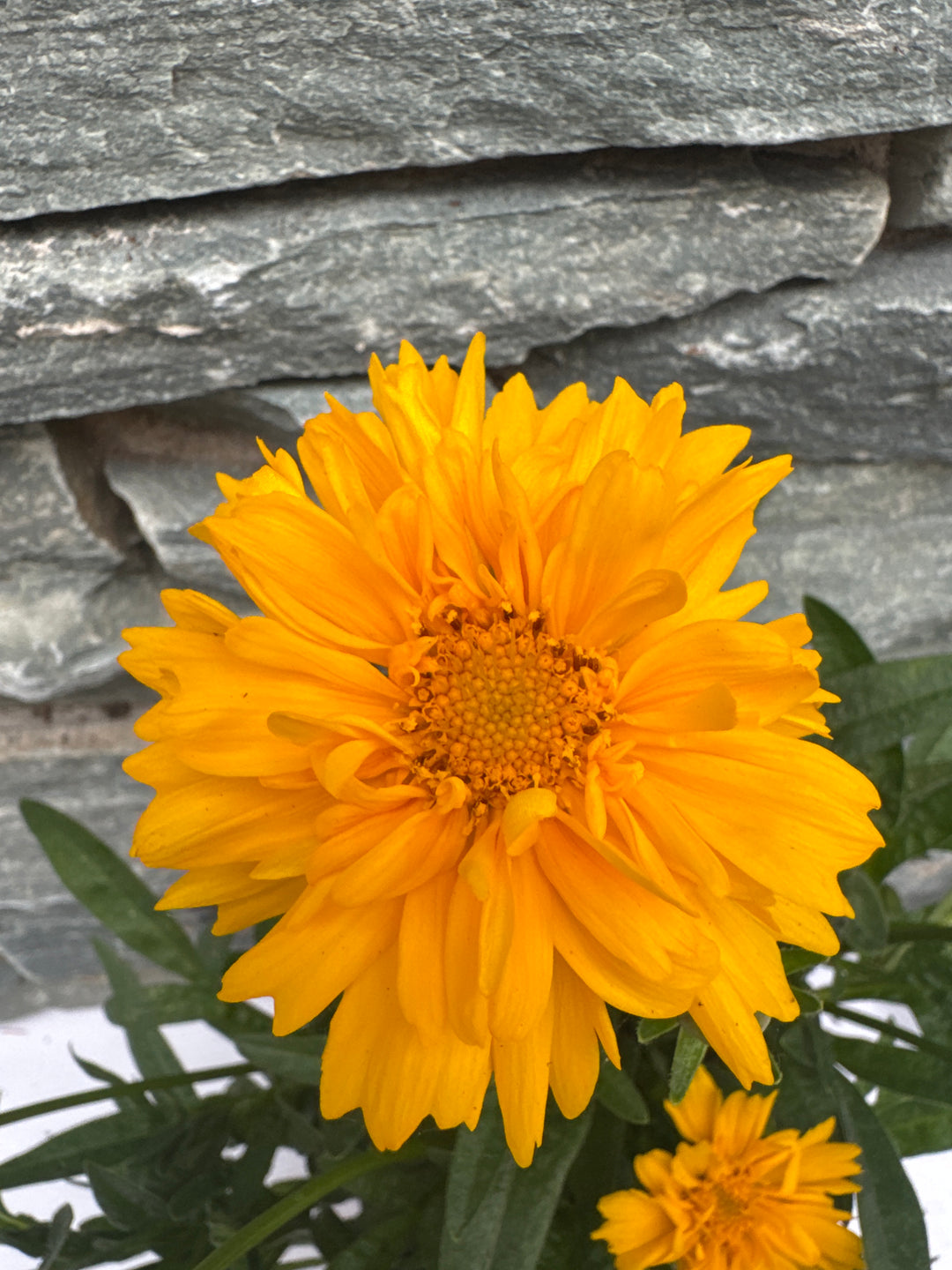 COREOPSIS sol. Golden Sphere
