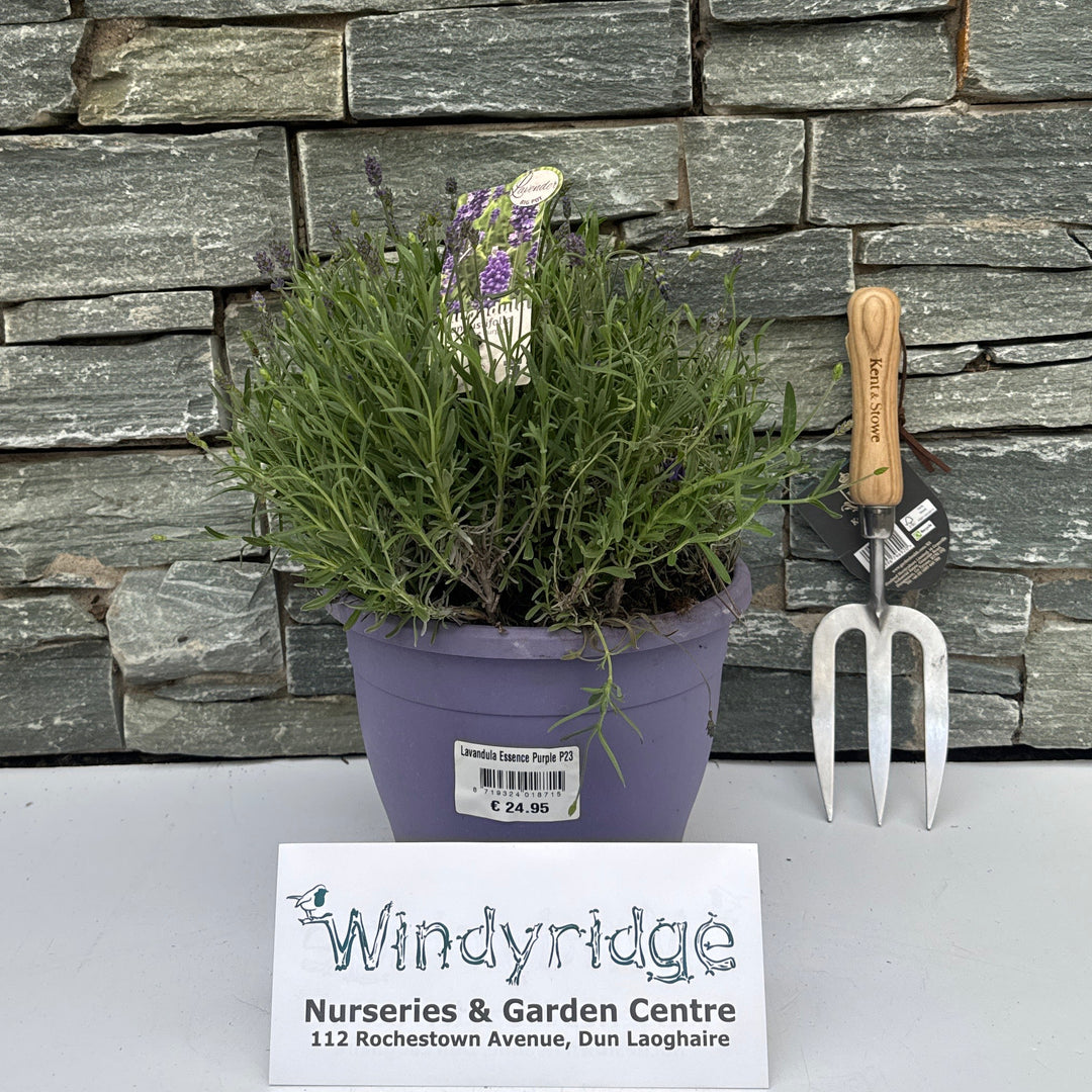 Lavandula Essence Purple P23 - Grow Your Own - Windyridge Garden Centre