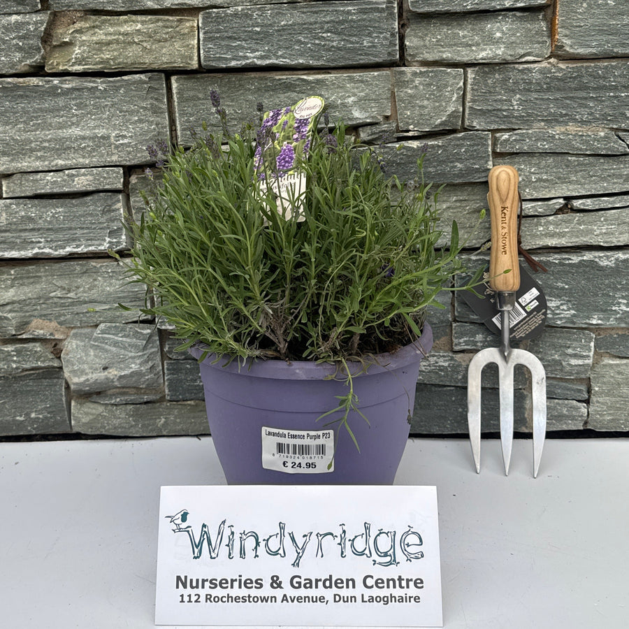 Lavandula Essence Purple P23 - Grow Your Own - Windyridge Garden Centre