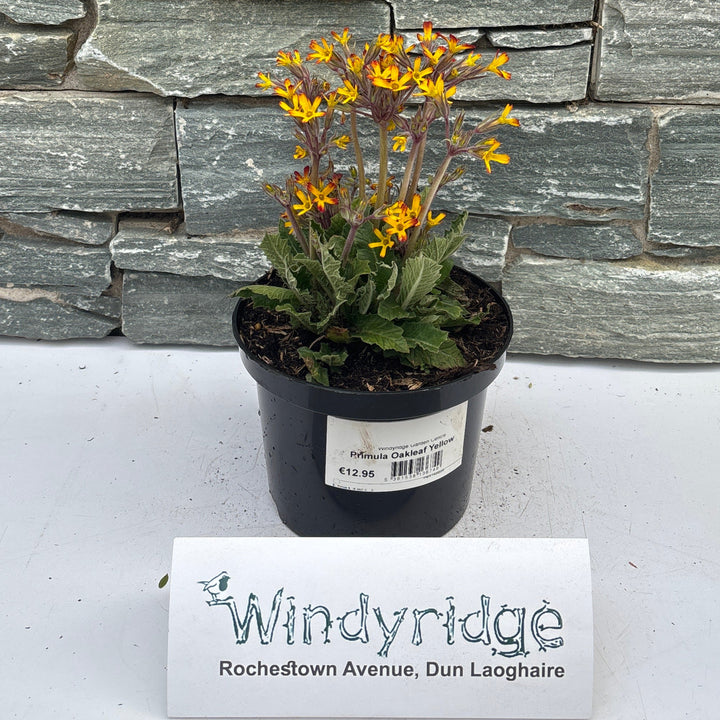 Primula Oakleaf Yellow