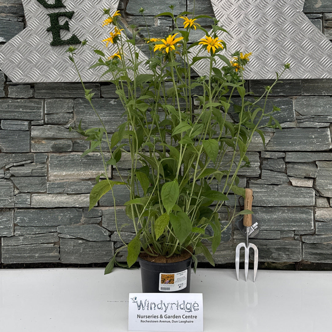 RUDBECKIA fulg. deamii