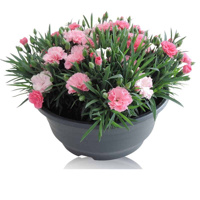 Dianthus I Love U  19 cm bowl