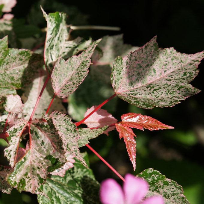 ACER CONSPICUUM RED FLAMINGO 1/2std 10ltr
