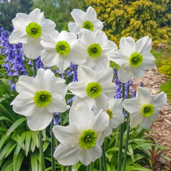 Narcissus 'Sinopel' 5-Pack