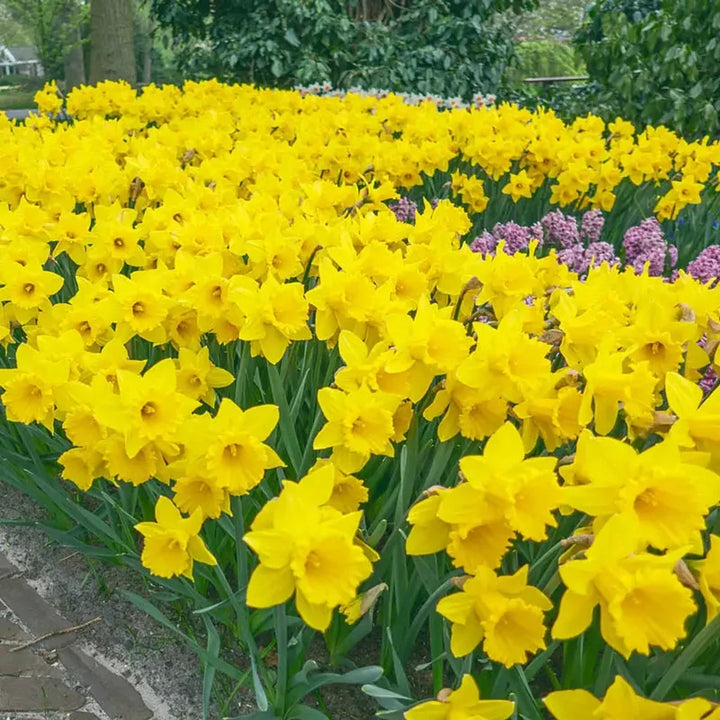 Daffodils Trumpet Yellow 2kg