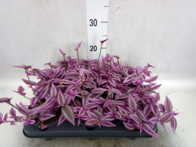 Tradescantia ... Pink Paradise P12 - Indoor plants - Windyridge Garden Centre