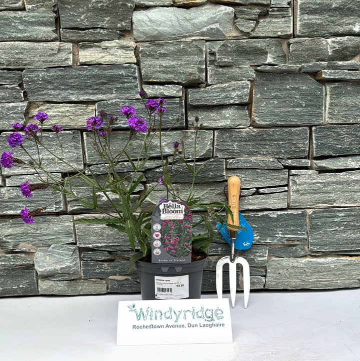 VERBENA rigida