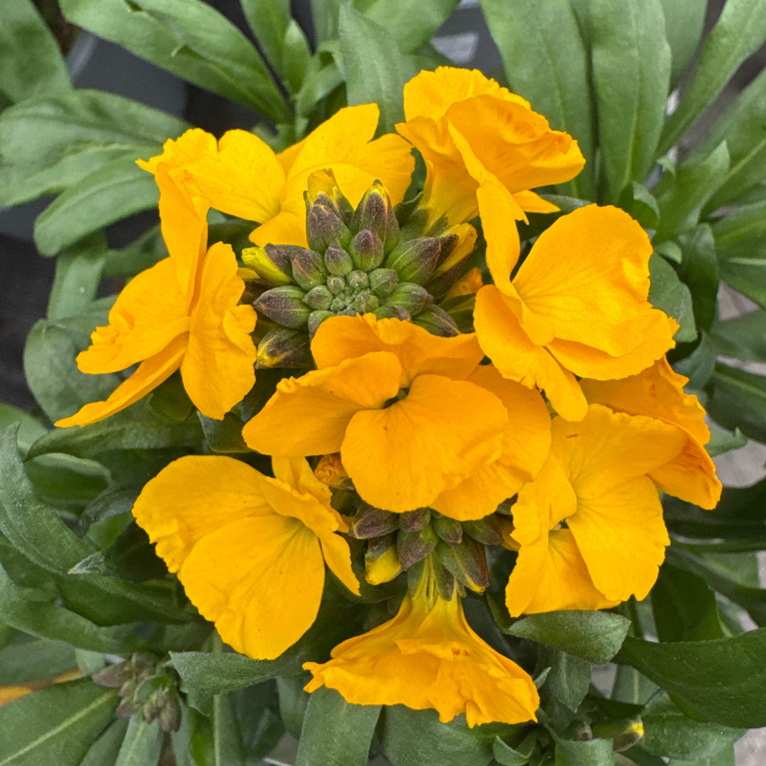 Erysimum Winter Power 2 Ltr