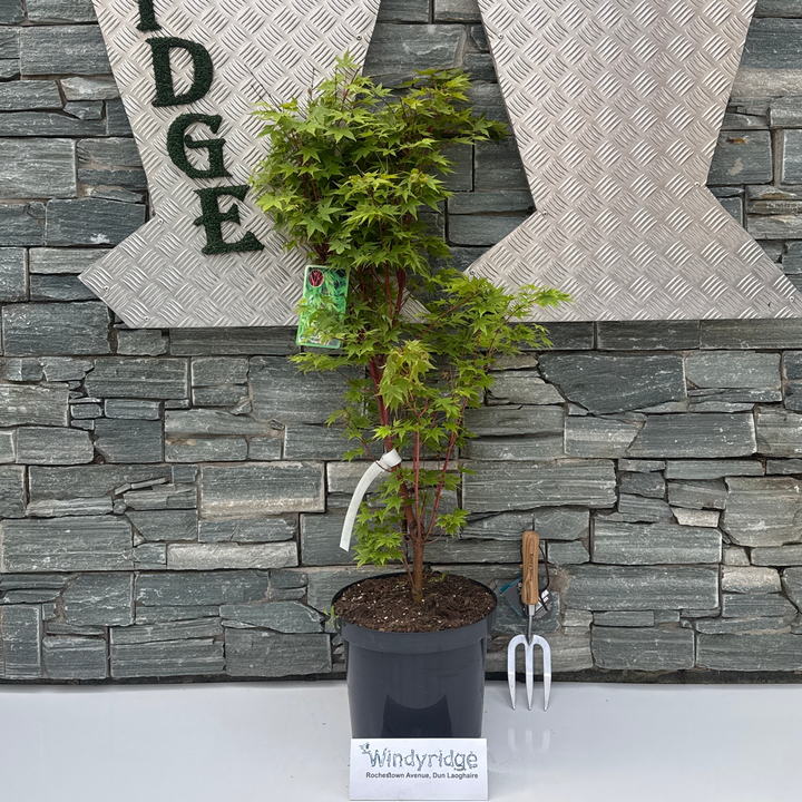 Acer pal. Sangokaku