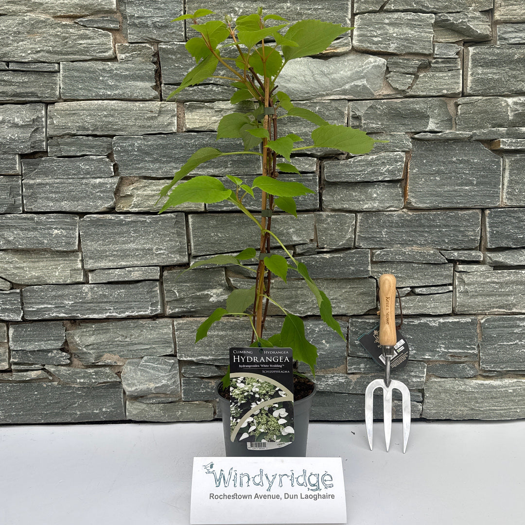 Schizophragma Hyd. 'White Wedding' 40-50 Cm C2 - Climbers - Windyridge Garden Centre