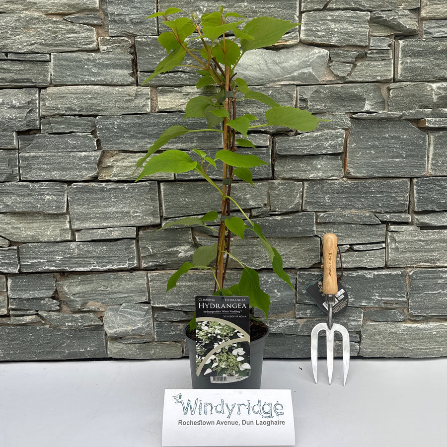 Schizophragma Hyd. 'White Wedding' 40-50 Cm C2 - Climbers - Windyridge Garden Centre