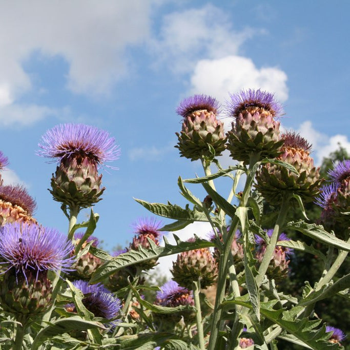 CYNARA scolymus