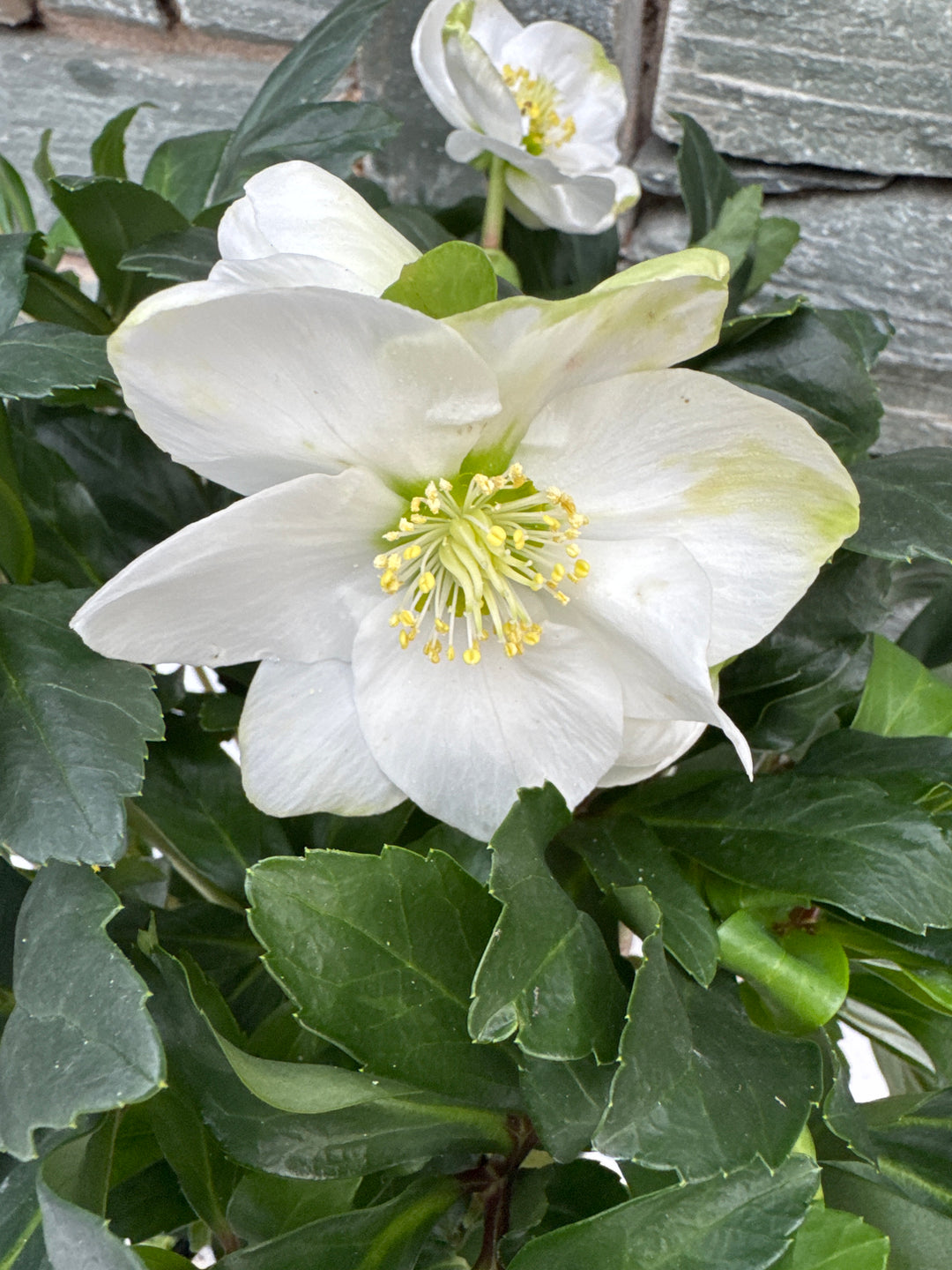 Helleborus niger Mont Blanc  P17