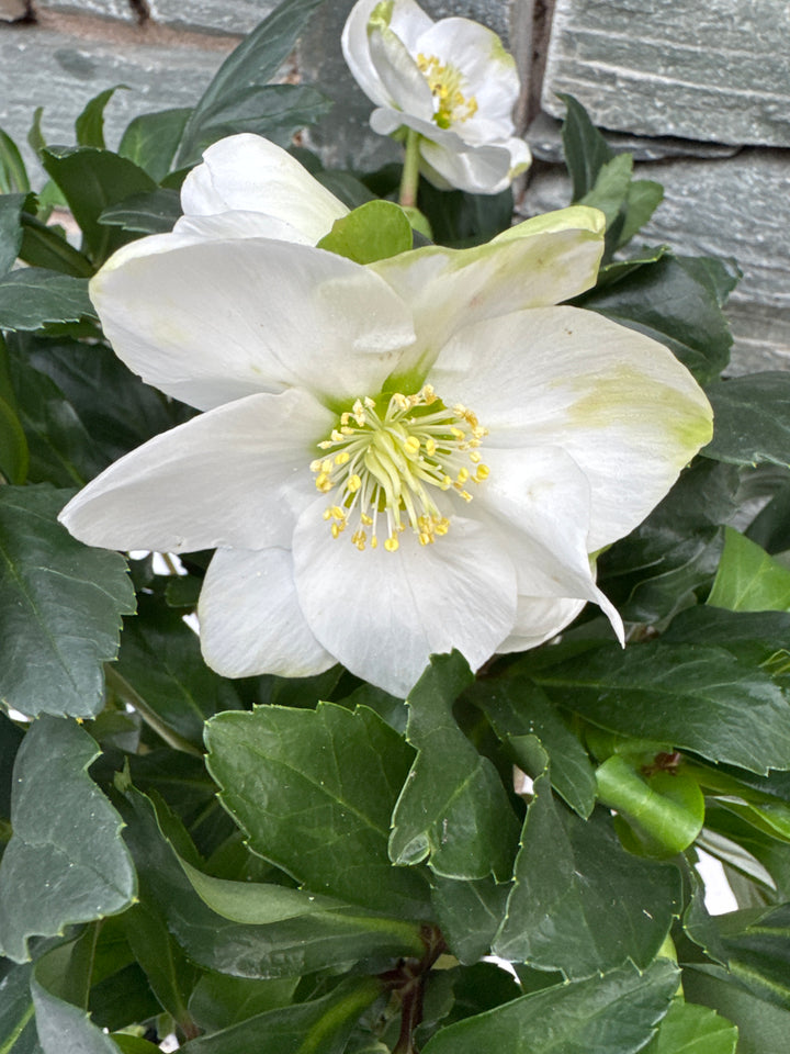 Helleborus niger Mont Blanc  P17
