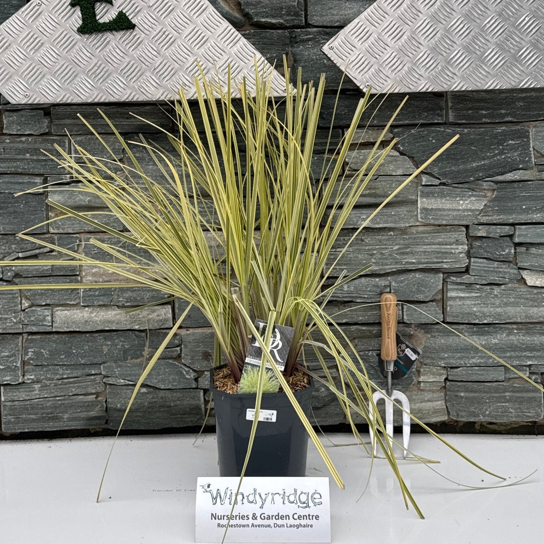 Cortaderia sell. mix
