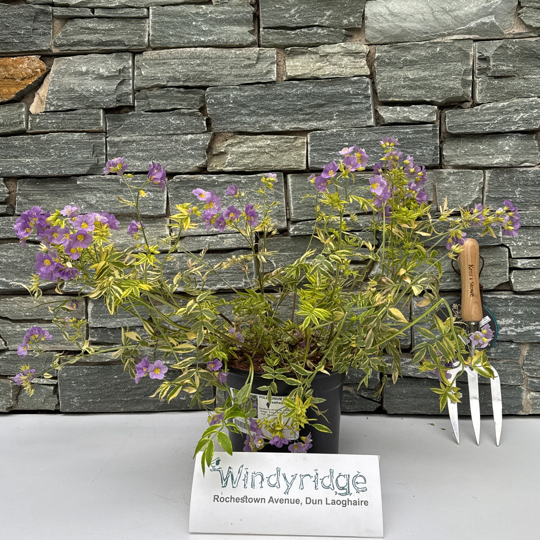 POLEMONIUM 'Golden Feathers' - Herbaceous - Windyridge Garden Centre