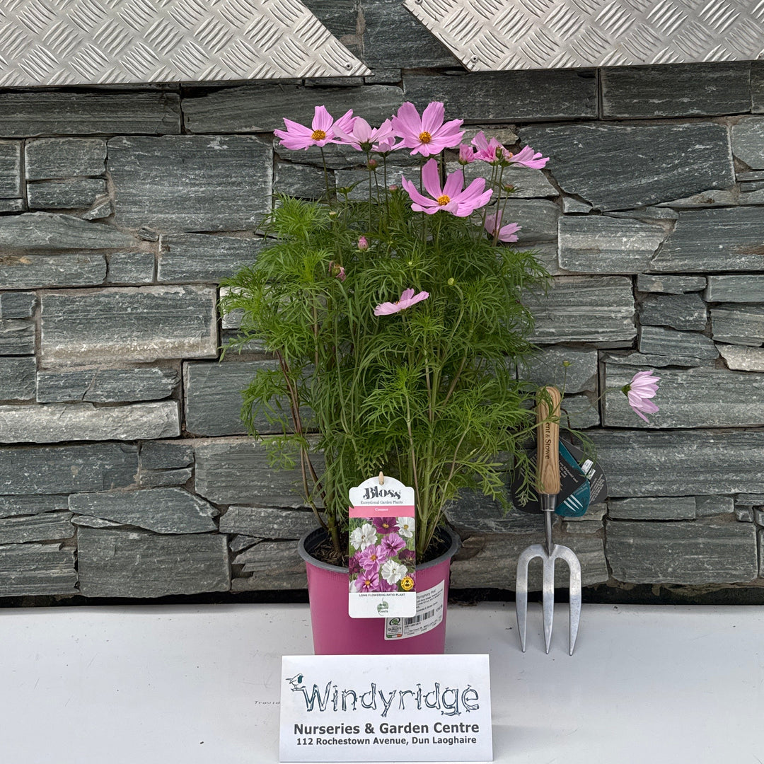 Cosmos Odyssey Pink