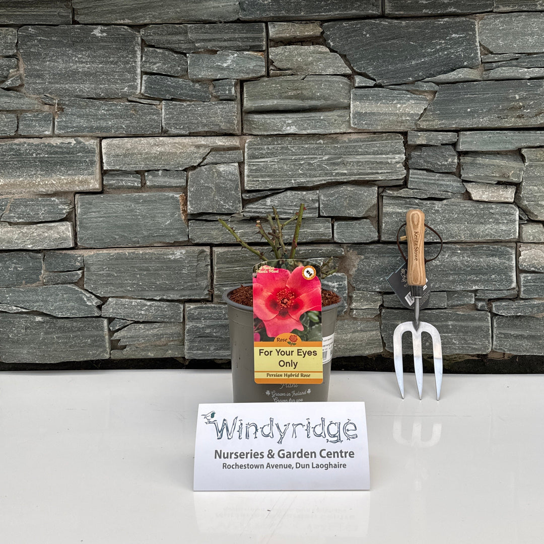 ROSA FOR YOUR EYES ONLY