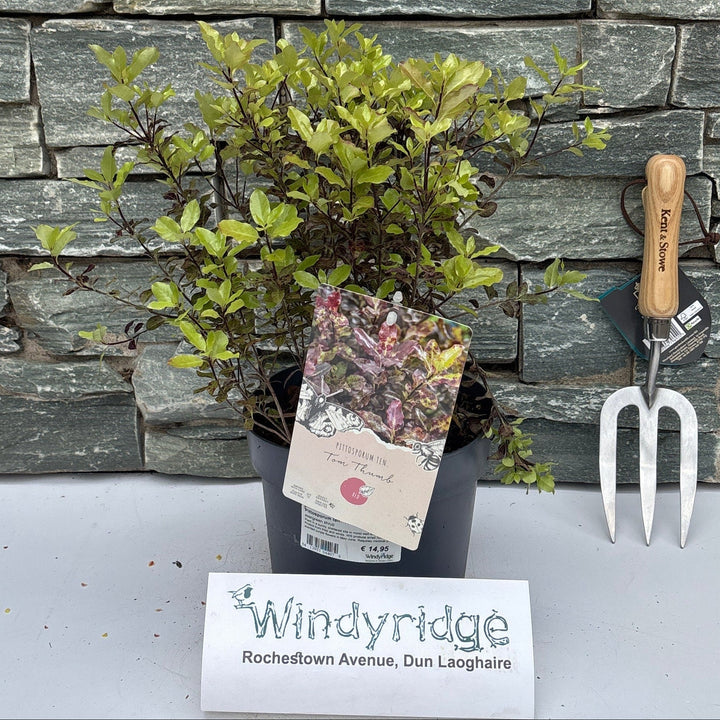 Pittosporum Ten. 'Tom Thumb' 3 Ltr Pot - Shrubs - Windyridge Garden Centre