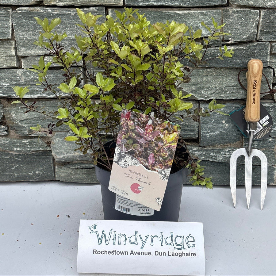 Pittosporum Ten. 'Tom Thumb' 3 Ltr Pot - Shrubs - Windyridge Garden Centre