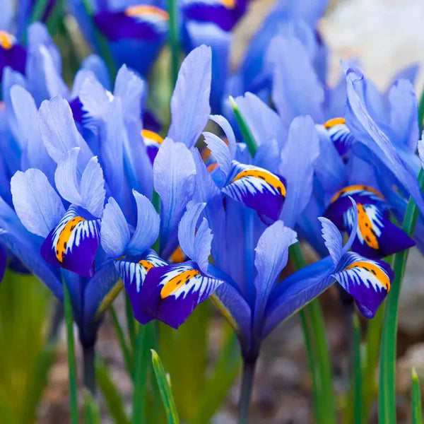 IRIS RETICULATA ALIDA 12