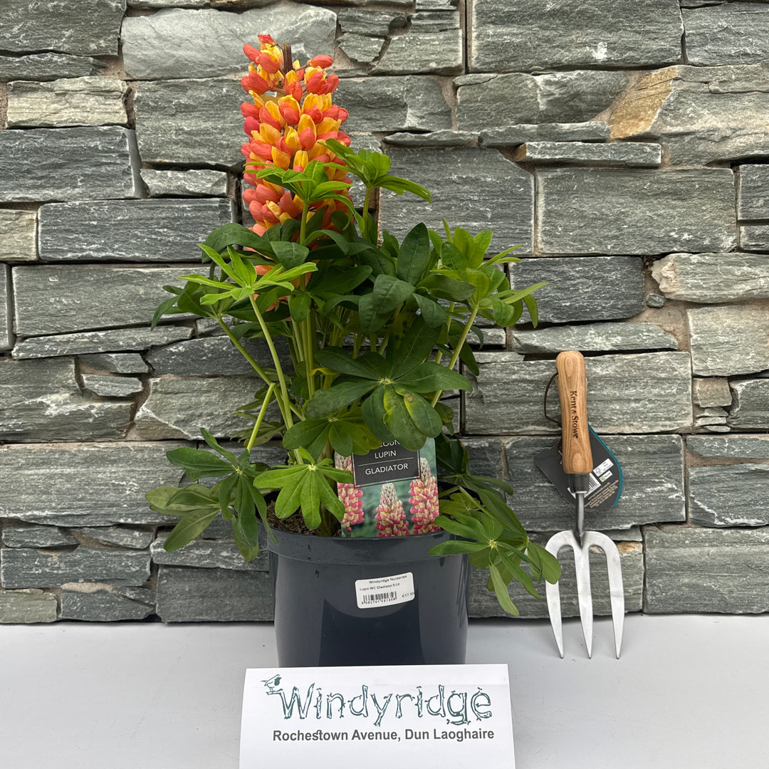 Lupin WC Gladiator 5 Ltr