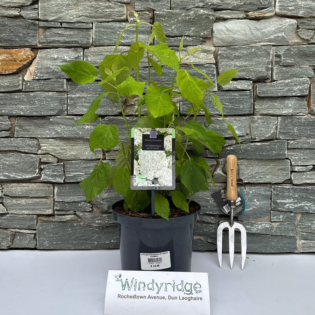 Hydrangea Arborescens Annabelle