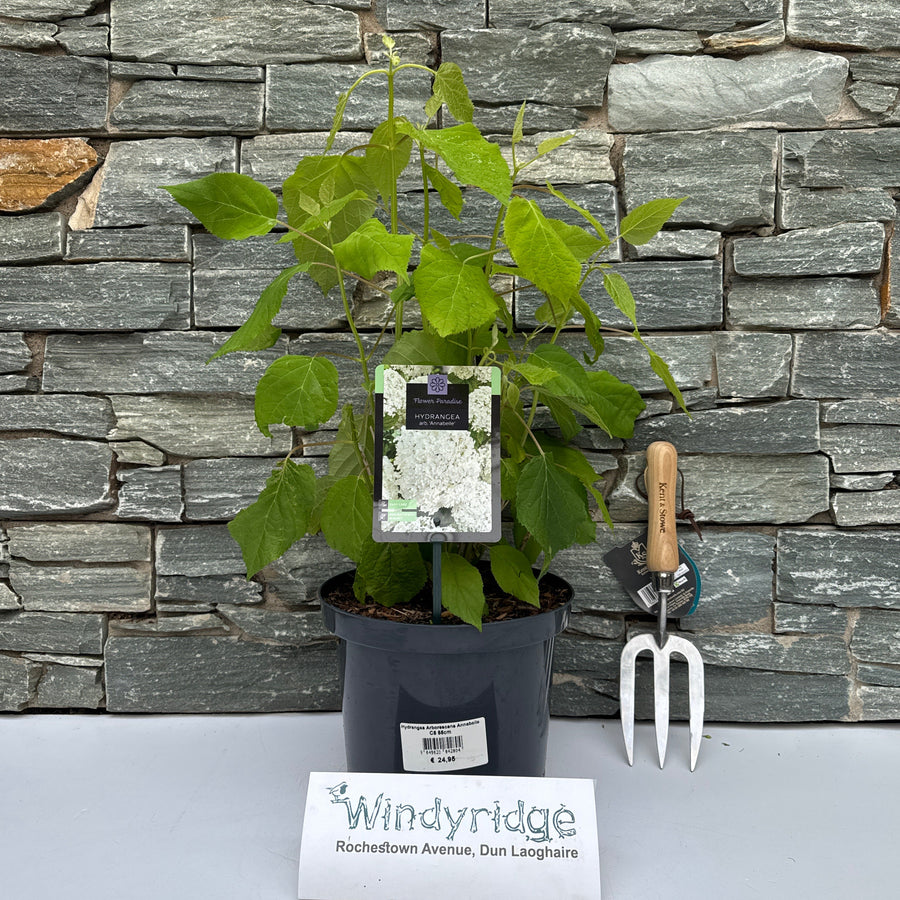 Hydrangea Arborescens Annabelle