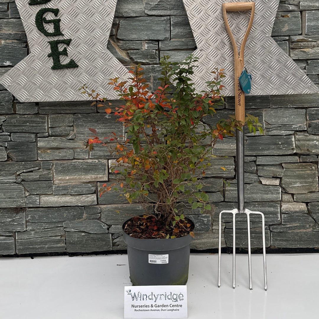 Prunus incisa Kojou-no-mai  10 Ltr pot