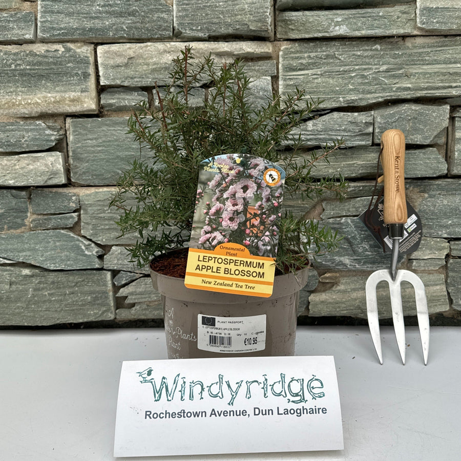Leptospermum S. Apple Blossom - Shrubs - Windyridge Garden Centre