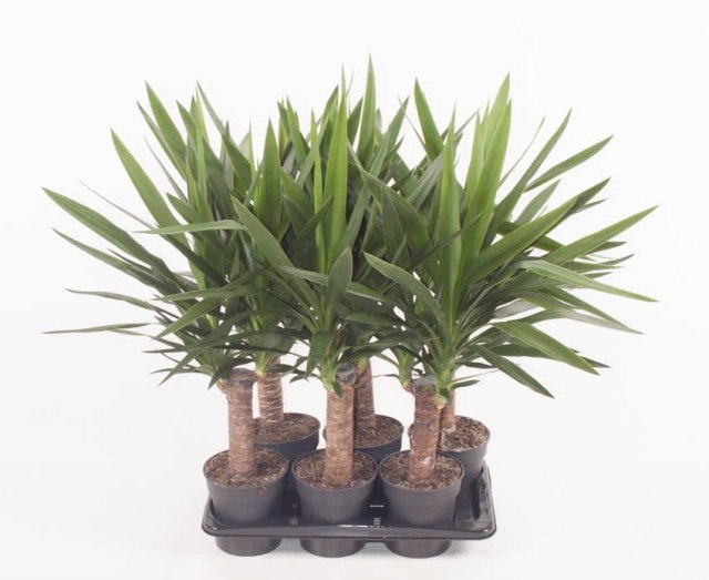 Yucca elephantipes