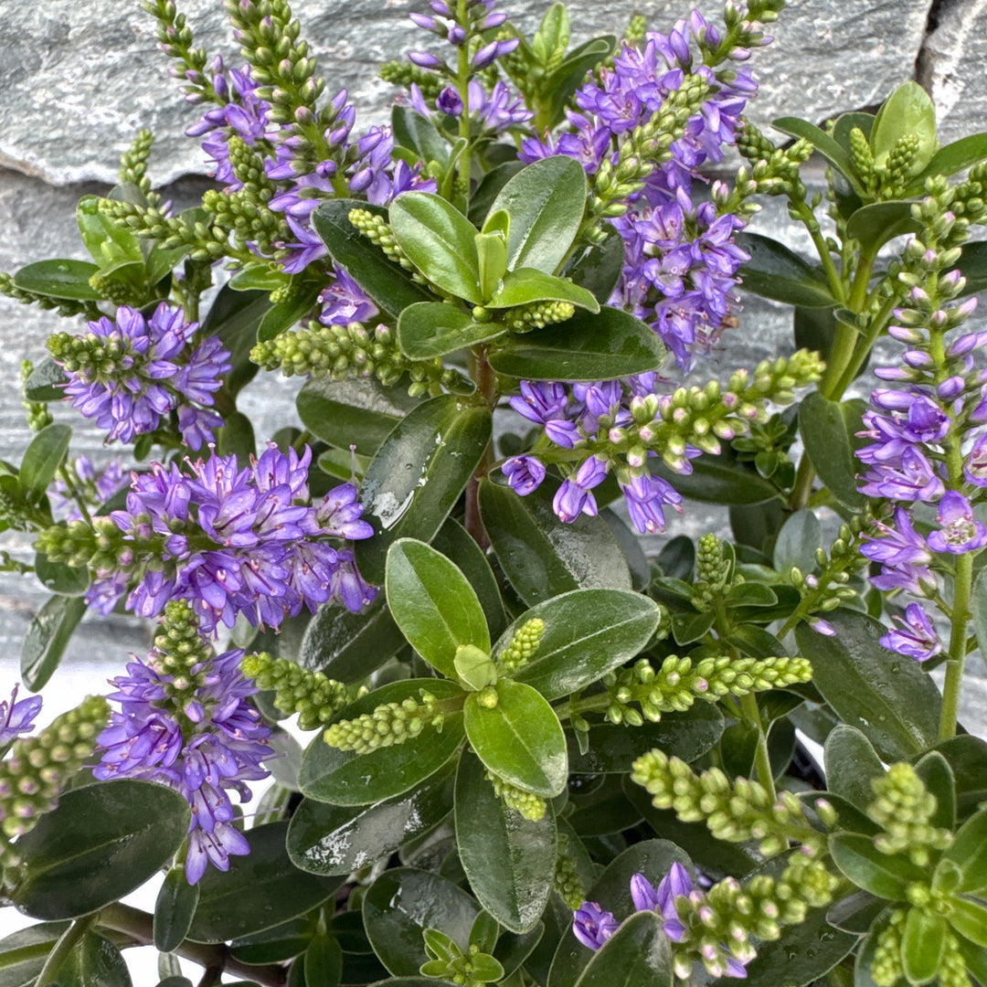 HEBE x hyb. All Blooms Ariana
