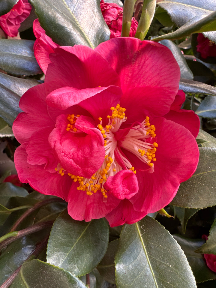 Camellia jap Dr King