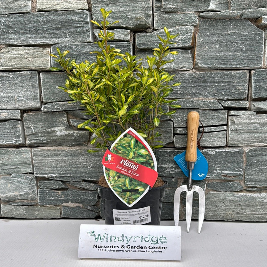 Coprosma Lemon & Lime - Shrubs - Windyridge Garden Centre