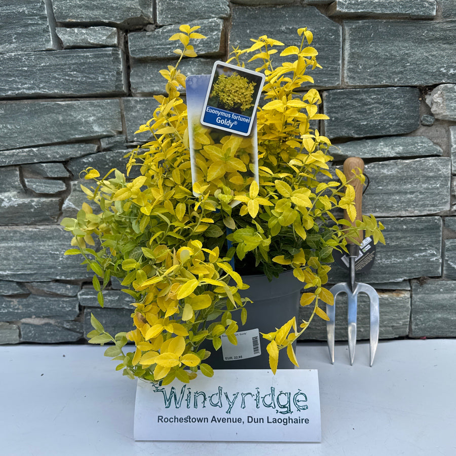 Euonymus Fort. Goldy - Shrubs - Windyridge Garden Centre